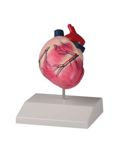 Erler Zimmer Canine Heart Life Size 75 x 90 x 110mm [Pack of 1]