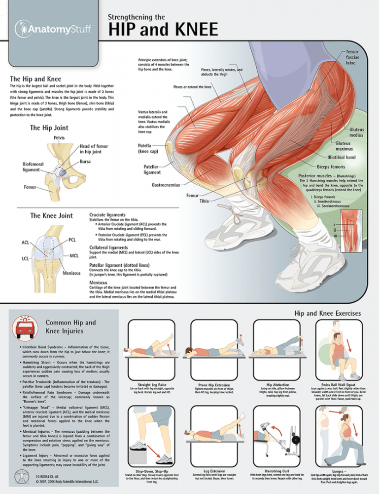1]-　Poster　Hip　AHP　Knee　and　the　Strengthening　of　[Pack　Chart　Laminated　Medicals
