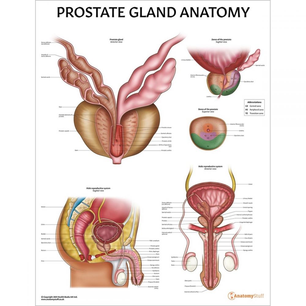 Prostate Anatomy Pathology Collection Pack Of 1 Ahp Medicals