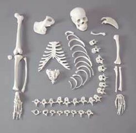 Half Disarticulated Skeleton with Skull [Pack of 1]