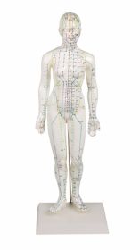 AW Chinese Accupuncture Model - Female [Pack of 1]