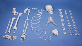 Half Skeleton Bones Unassembled [Pack of 1]