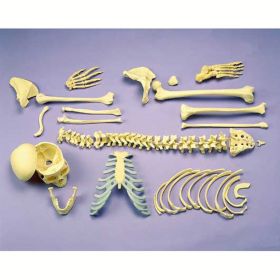 Half Disarticulated Female Skeleton Model with Skull (2 part) [Pack of 1]