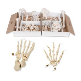 Disarticulated Half Human Skeleton Model (with hand and foot on elastic) [Pack of 1]
