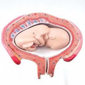 Pregnancy Series, 4th Month Foetus Model (Abdomen Presentation)