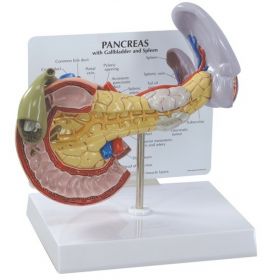 Pancreas, Spleen and Gallbladder Anatomical Model [Pack of 1]