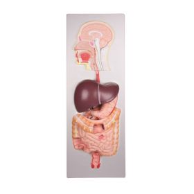 Digestive System Model (5 part) [Pack of 1]
