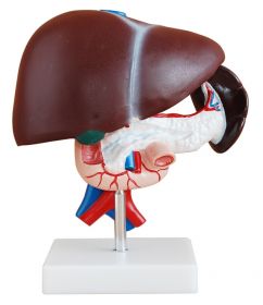 Budget Liver, Pancreas and Duodenum Model (3 part) [Pack fo 1]