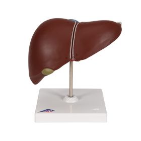 Liver with Gall Bladder Model [Pack of 1]