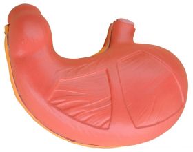 Budget Stomach Model (2 Times Life Size, 2 Part) [Pack of 1]