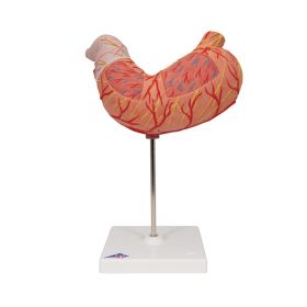 Stomach Model (2 part) [Pack of 1]