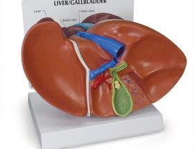 Liver and Gallbladder Model with Gallstones [Pack of 1]