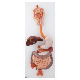 Life-Size Digestive System Model (3 part) [Pack of 1]