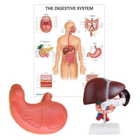 Digestive System Anatomy Collection [Pack of 1]