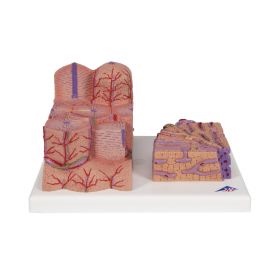 3B MICROanatomy Liver Model [Pack of 1]