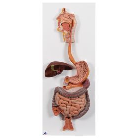 Life-Size Digestive System Model (2 part) [Pack of 1]