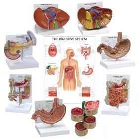 Digestive System Anatomy & Pathology Collection [Pack fo 1]