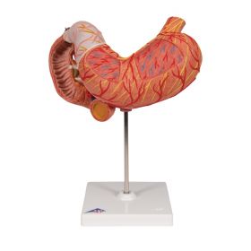 Stomach Anatomical Model (3 part) [Pack of 1]