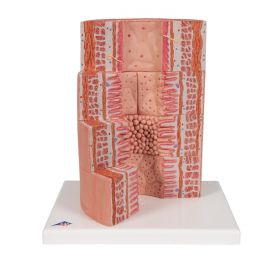 MICROanatomy Digestive System Model (X 20 enlarged) [Pack of 1]