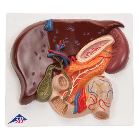 Liver Model with Gall Bladder, Pancreas and Duodenum [Pack of 1]
