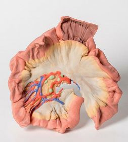 Bowel 3D Printed Anatomy Model (Portion of Jejenum) [Pack of 1]