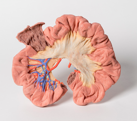 Bowel 3D Printed Anatomy Model (Portion of Ileum) [Pack of 1]
