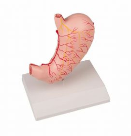 Stomach Model (2 part) 1 [Pack of 1]